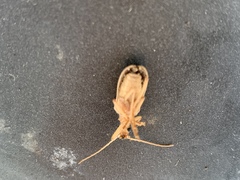 Centrodera
