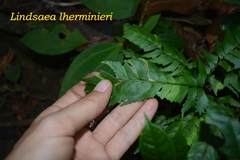 Lindsaea lherminieri