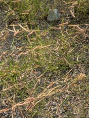 Bouteloua barbata rothrockii