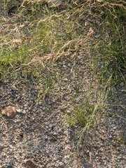 Bouteloua barbata rothrockii