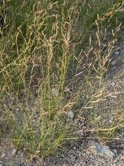 Bouteloua barbata rothrockii