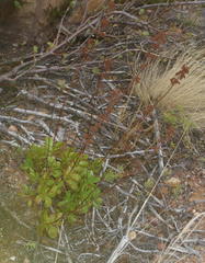 Crassula cultrata
