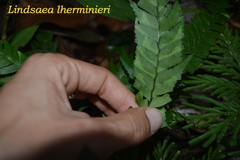 Lindsaea lherminieri