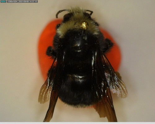 iNaturalist observation photo of Yellow-faced Bumble Bee