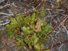Crassula cultrata