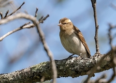 Gymnoris superciliaris