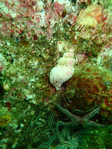 Nucella wahlbergi