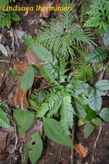 Lindsaea lherminieri