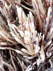 Electra verticillata