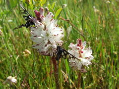 Lachenalia contaminata