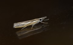 Agriphila trabeatellus