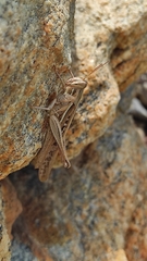 Schistocerca piceifrons