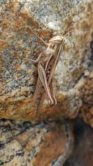 Schistocerca piceifrons