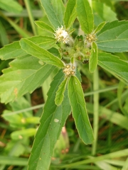 Croton glandulosus septentrionalis