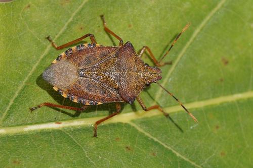Dock Leaf Bug, Stratum, Eindhoven, Nederland, photo 5 of 10