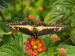 Papilio polyxenes americus