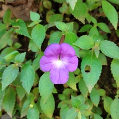 Achimenes longiflora
