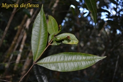 Myrcia deflexa
