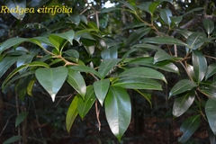 Rudgea citrifolia