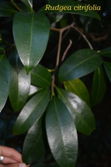 Rudgea citrifolia