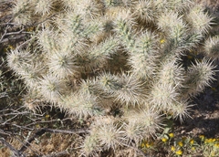 Cylindropuntia chuckwallensis