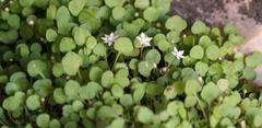 Crassula dentata