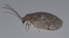 Hemerobius humulinus
