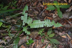 Lindsaea lancea