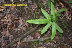 Lindsaea lancea