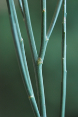 Indigofera gifbergensis