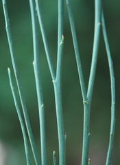 Indigofera gifbergensis