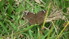 Junonia natalica natalica