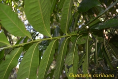 Guatteria caribaea