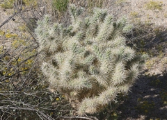 Cylindropuntia chuckwallensis