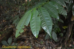 Guatteria caribaea