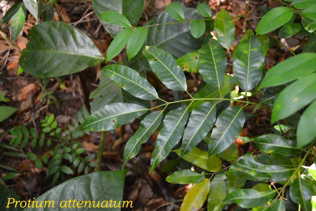 Protium attenuatum