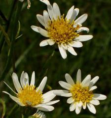 Adenanthellum osmitoides