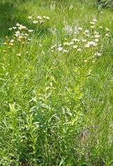 Adenanthellum osmitoides