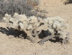 Cylindropuntia chuckwallensis