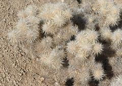 Cylindropuntia chuckwallensis