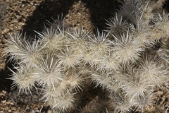 Cylindropuntia chuckwallensis