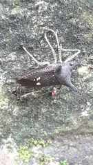 Proxys albopunctulatus
