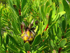 Protea lanceolata