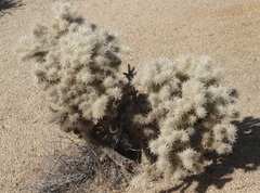 Cylindropuntia chuckwallensis