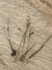 Juncus pelocarpus