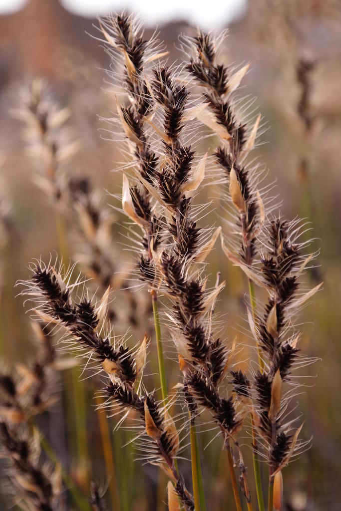 Silver Paper-reed