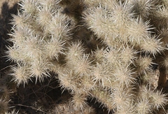 Cylindropuntia chuckwallensis
