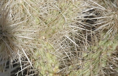 Cylindropuntia chuckwallensis