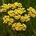 Helichrysum nudifolium nudifolium - Photo 由 Kate Braun 所上傳的 (c) Kate Braun，保留部份權利CC BY-NC