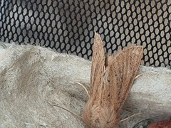 Denticucullus pygmina